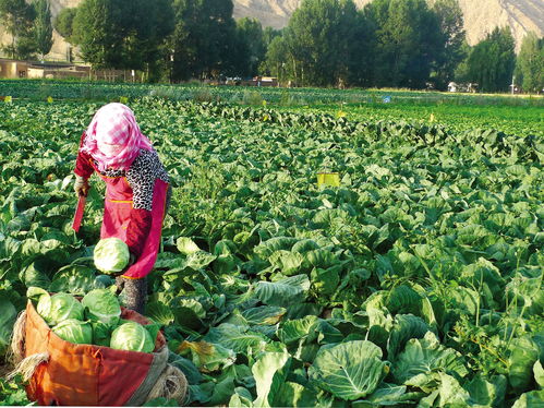 图片新闻 农民在蔬菜栽培示范田里收获蔬菜