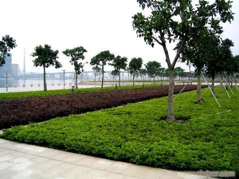 上海园林绿化设计-园林景观-假山工程施工-石材雕塑公司 > 绿化工程